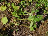 Lamium purpureum