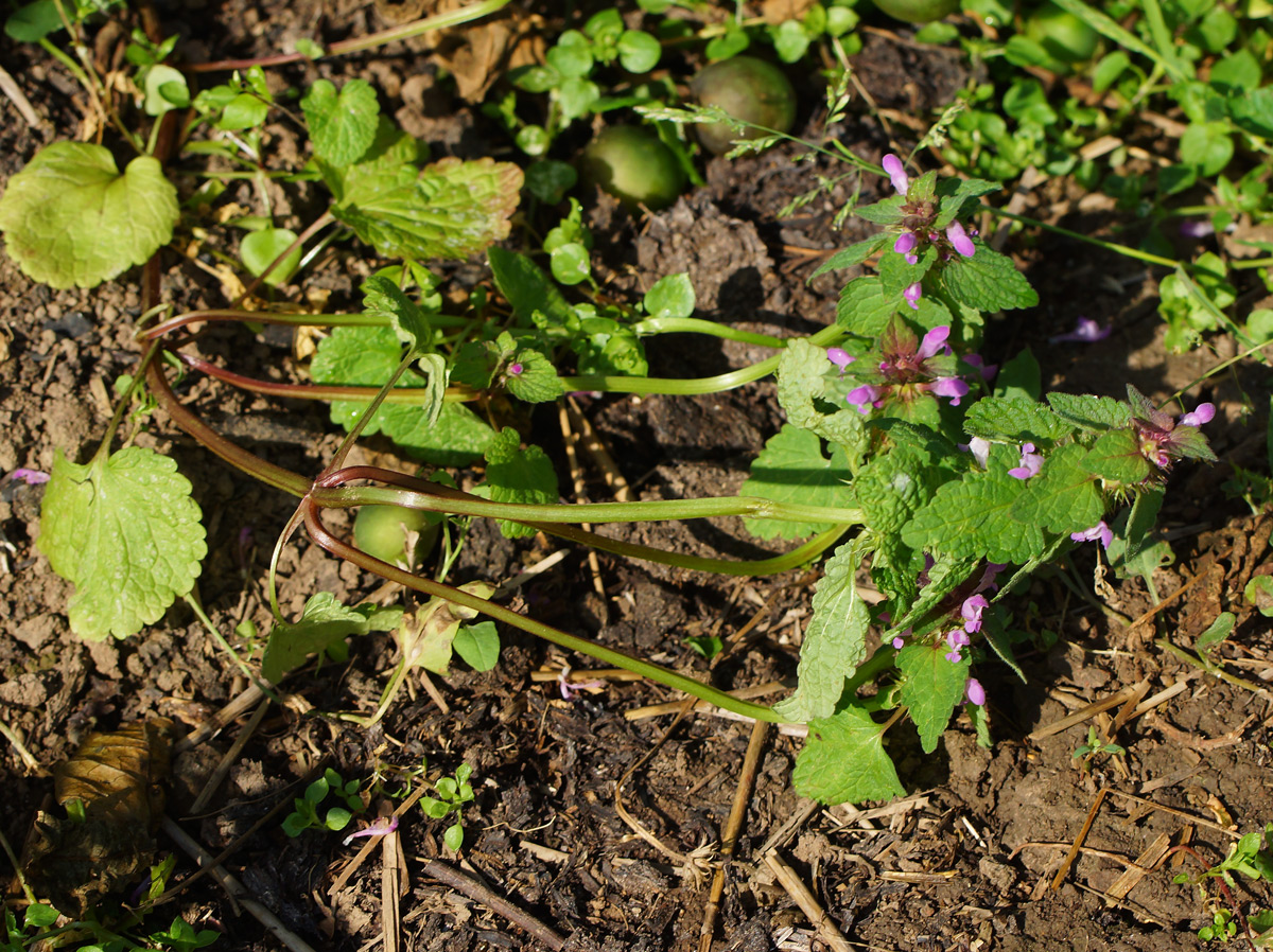 Изображение особи Lamium purpureum.