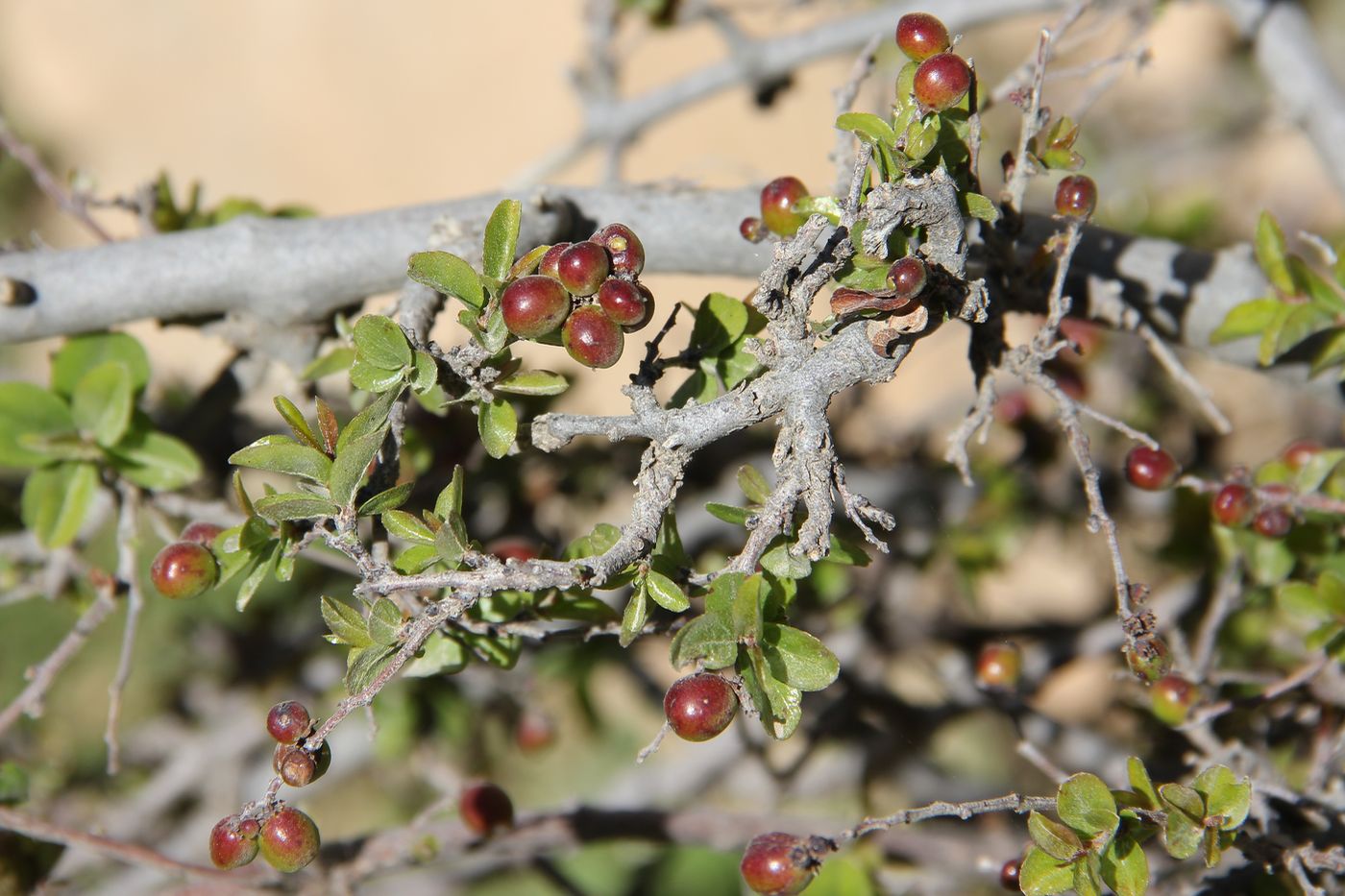 Изображение особи Rhamnus songorica.