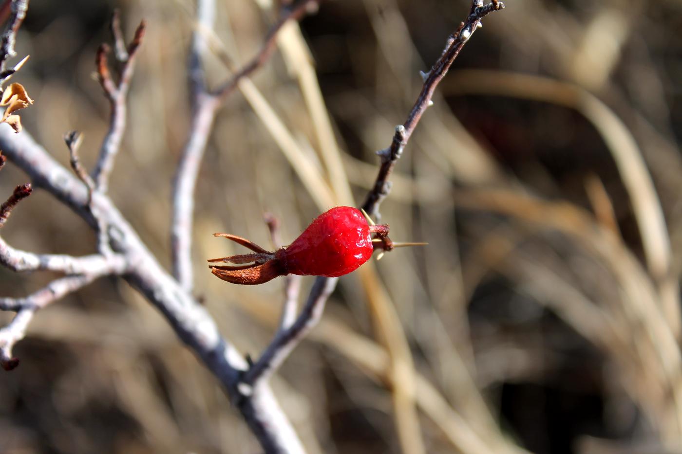 Изображение особи Rosa nanothamnus.