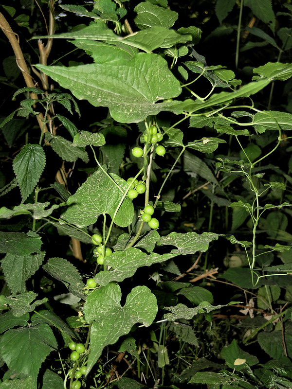 Image of Tamus communis specimen.