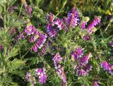 Vicia villosa