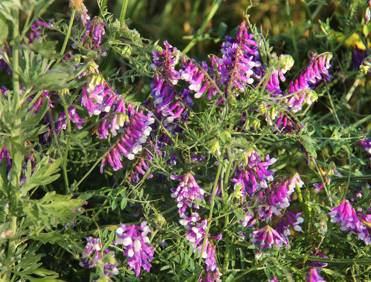 Image of Vicia villosa specimen.