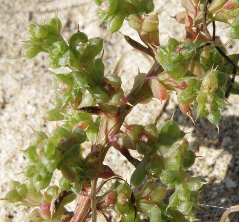 Image of Salsola pontica specimen.