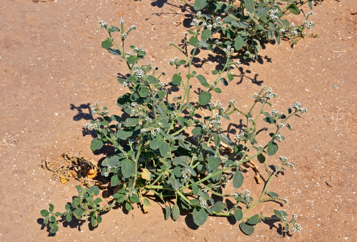 Image of Heliotropium ellipticum specimen.