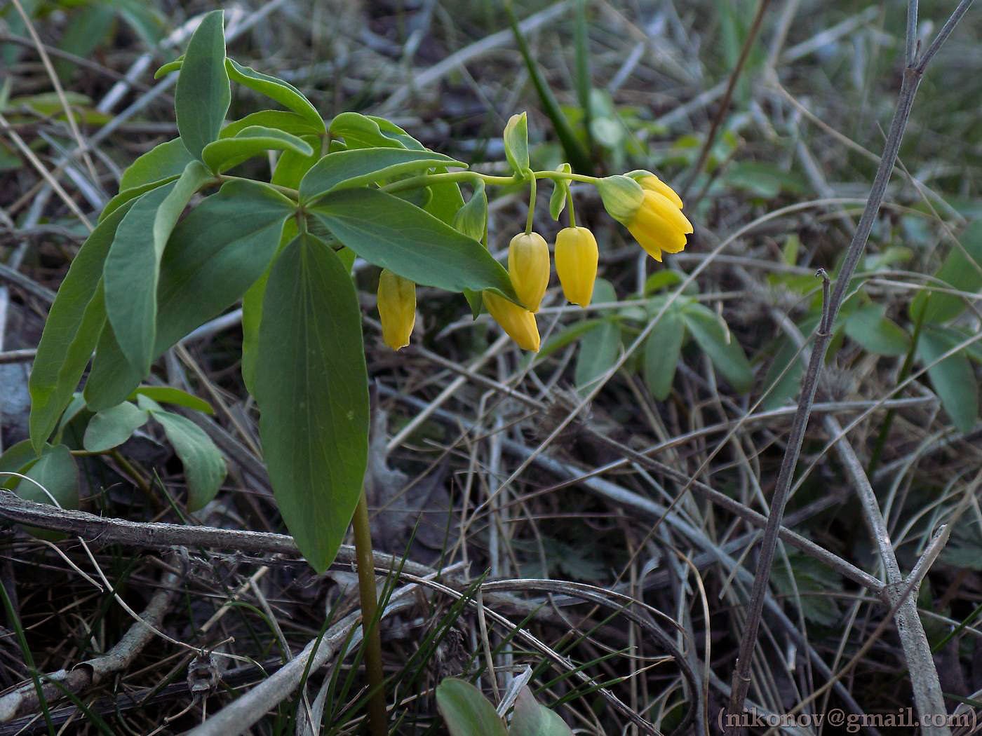 Изображение особи Gymnospermium odessanum.