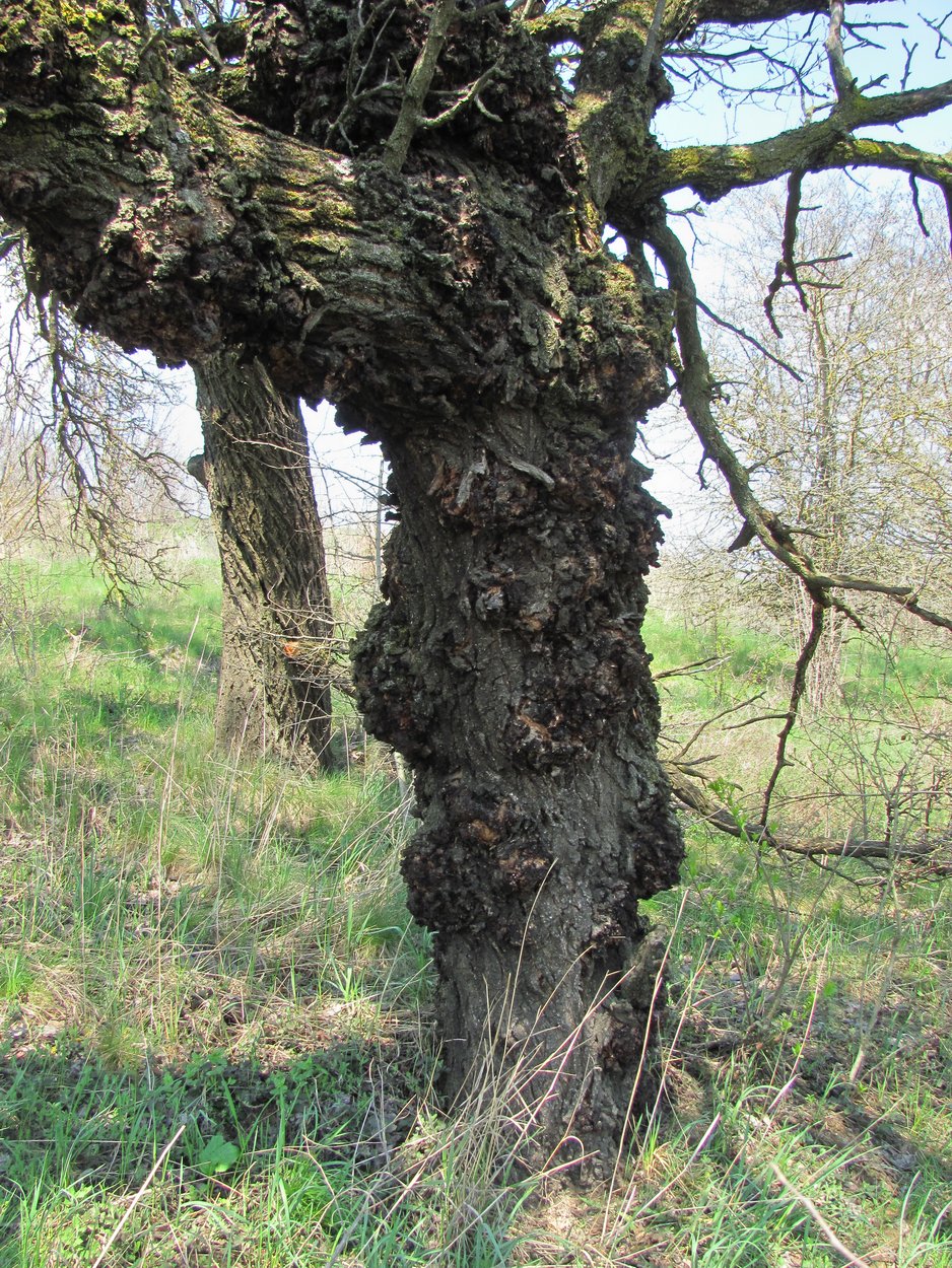Image of Armeniaca vulgaris specimen.