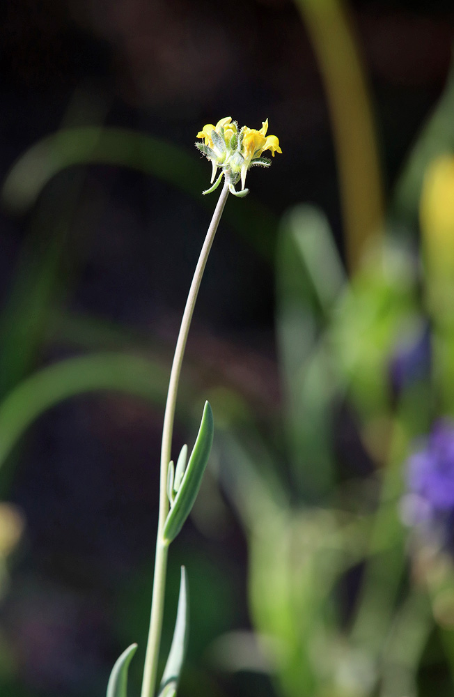 Image of Linaria simplex specimen.