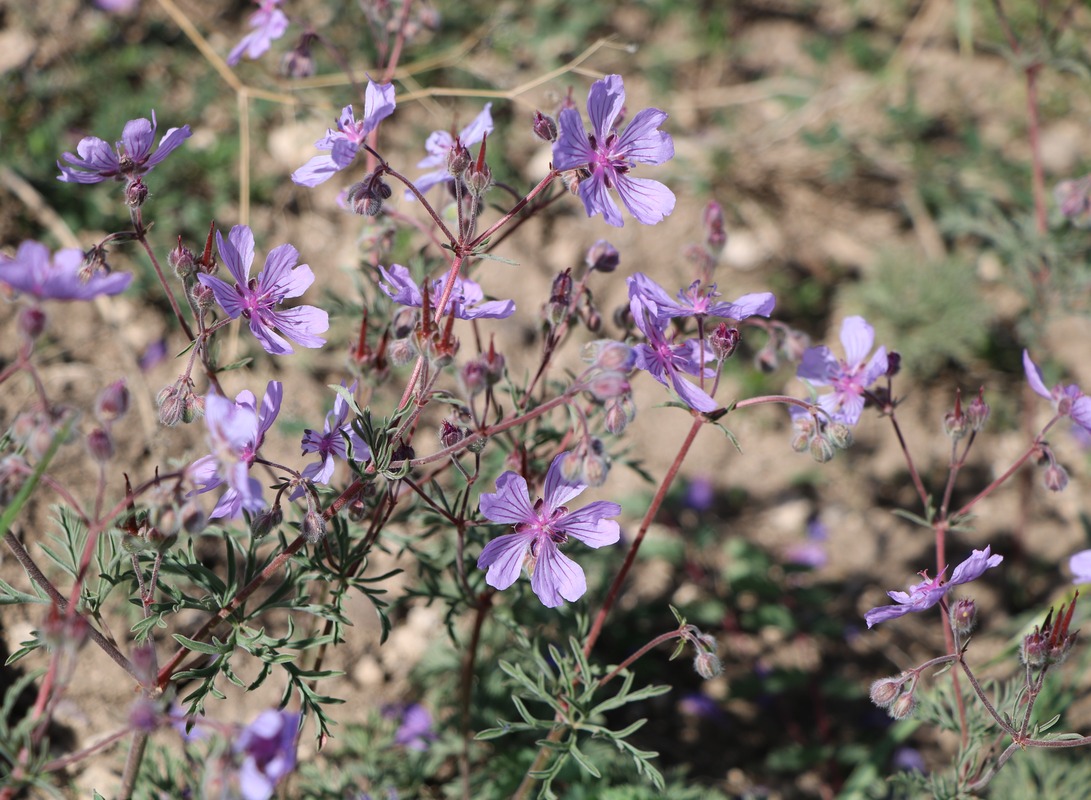 Изображение особи Geranium tuberosum.