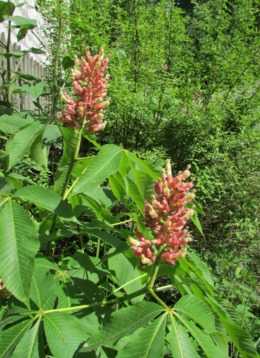 Изображение особи Aesculus pavia.