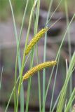 Carex rostrata. Части побегов с соплодиями. Мурманская обл., Кандалакшский р-н, Княжегубское вдхр., низкий затапливаемый валунный берег оз. Нотозеро. 22.07.2020.