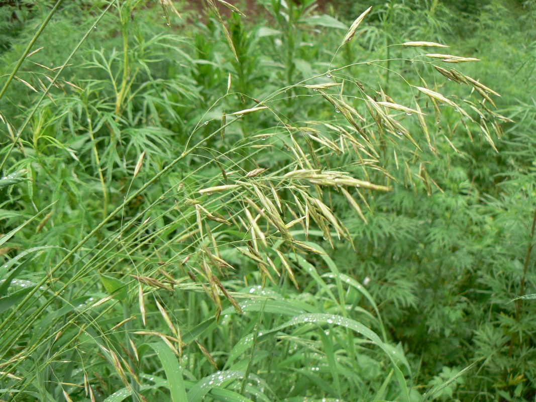 Изображение особи Bromopsis inermis.