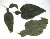 Doronicum austriacum. Листья (взяты из гербария). Украина, Ивано-Франковская обл., Надворнянский р-н, природный заповедник \"Горганы\", буково-пихтово-еловый лес. 27 августа 2010 г.