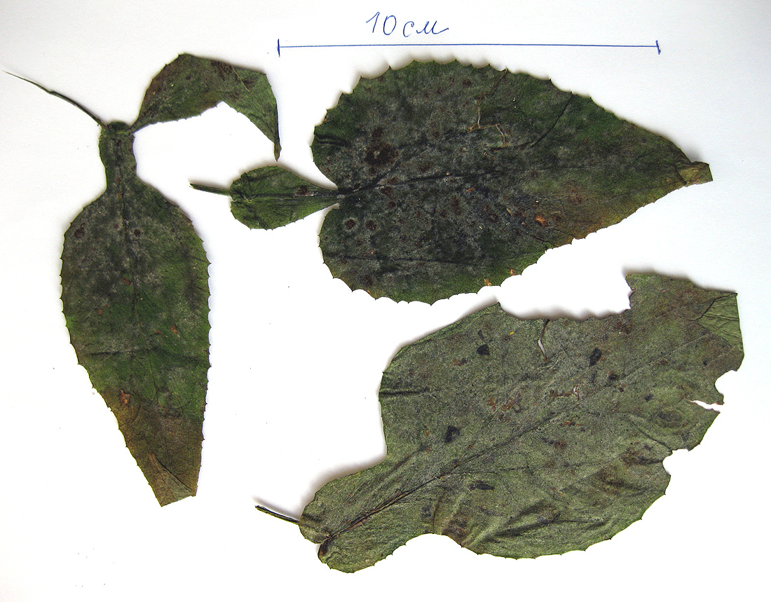 Image of Doronicum austriacum specimen.