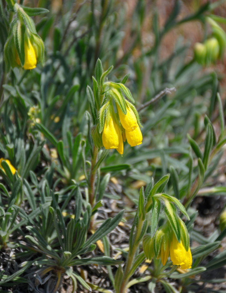 Image of Onosma taurica specimen.