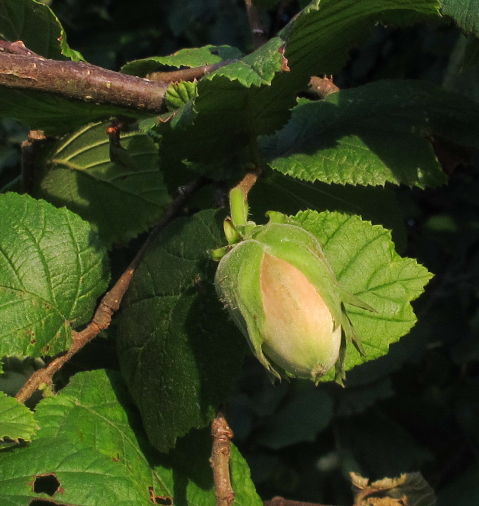 Изображение особи Corylus avellana.