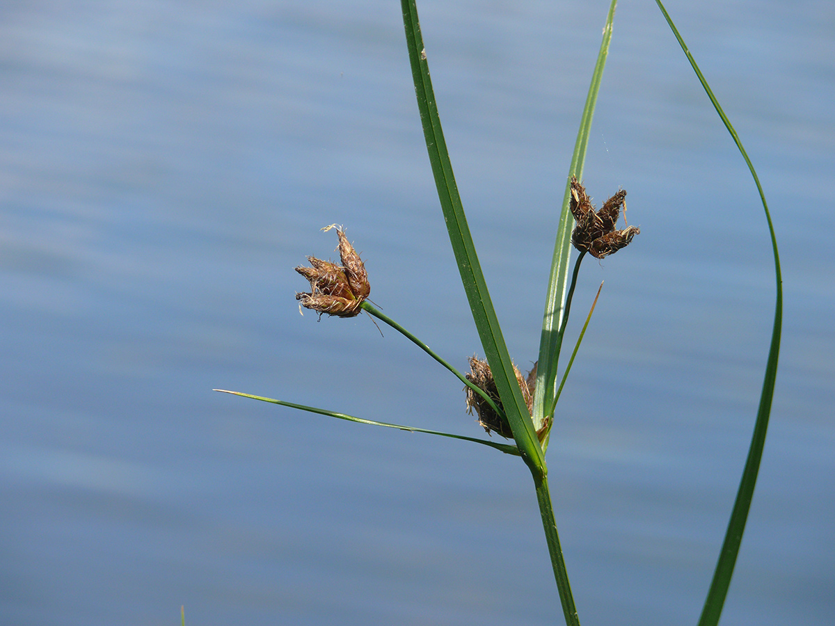 Image of genus Bolboschoenus specimen.