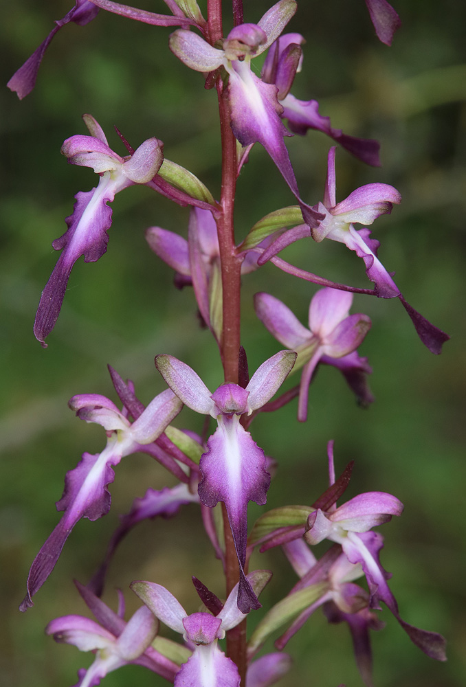 Изображение особи Himantoglossum formosum.