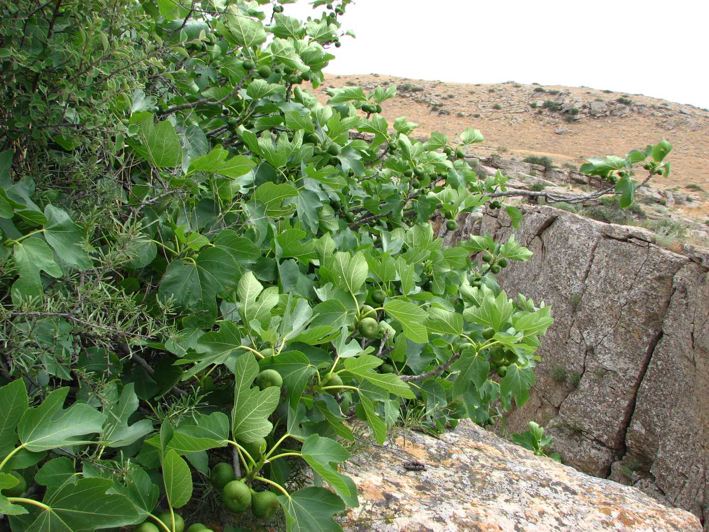 Изображение особи Ficus carica.