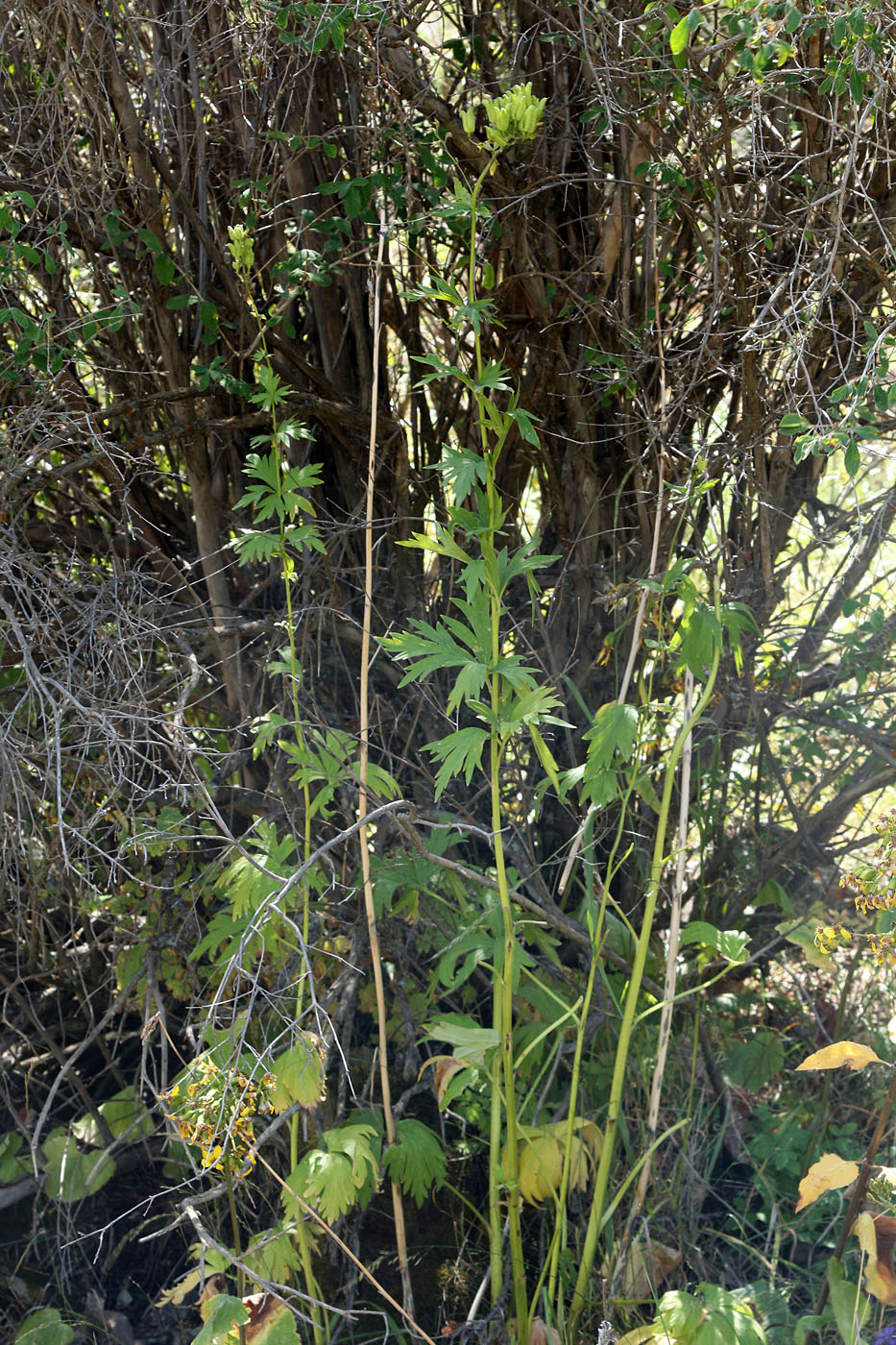Image of Aconitum talassicum specimen.