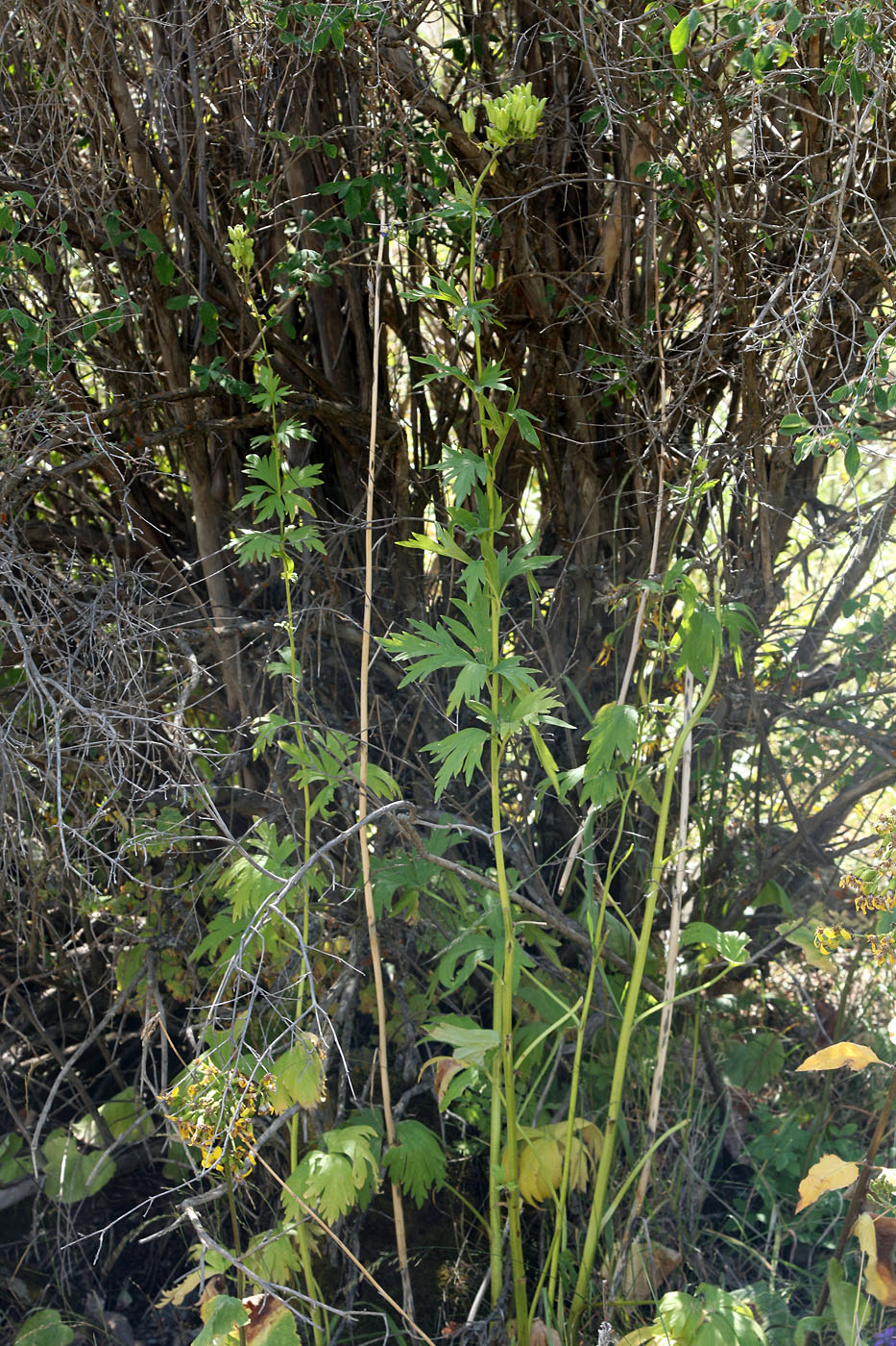 Изображение особи Aconitum talassicum.