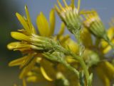 Senecio grandidentatus