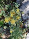 Centaurea salonitana