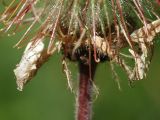 Geum rivale