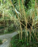 Arundo donax