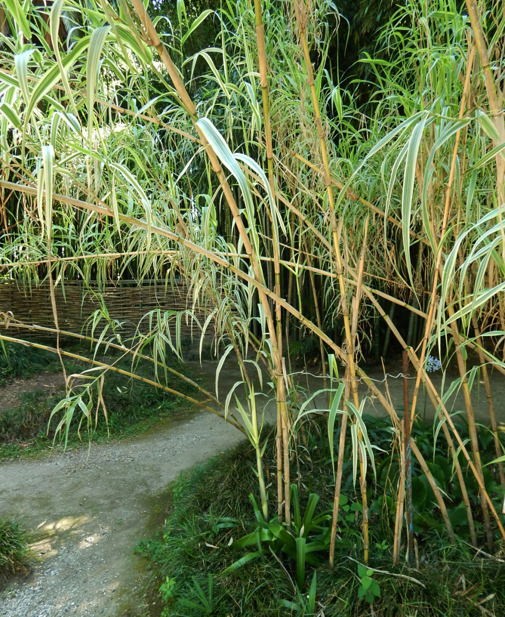 Image of Arundo donax specimen.