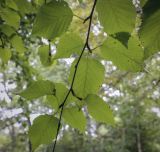 Betula ermanii