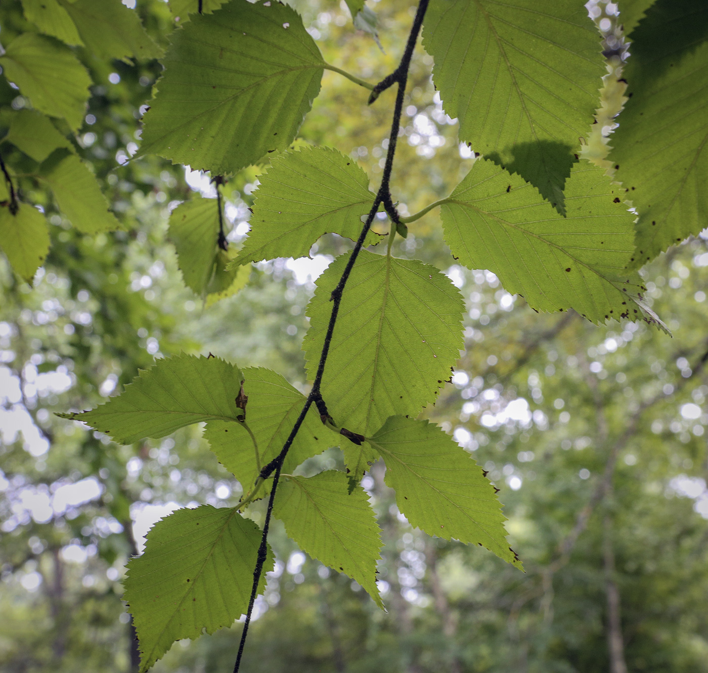 Изображение особи Betula ermanii.