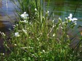 Saxifraga radiata