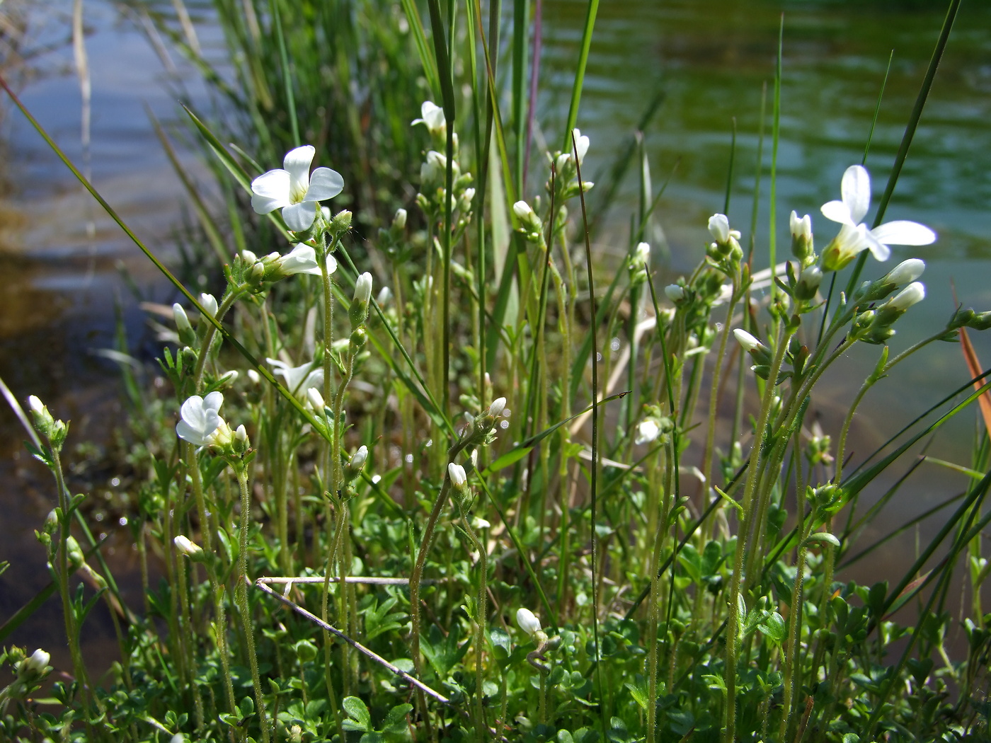 Image of Saxifraga radiata specimen.