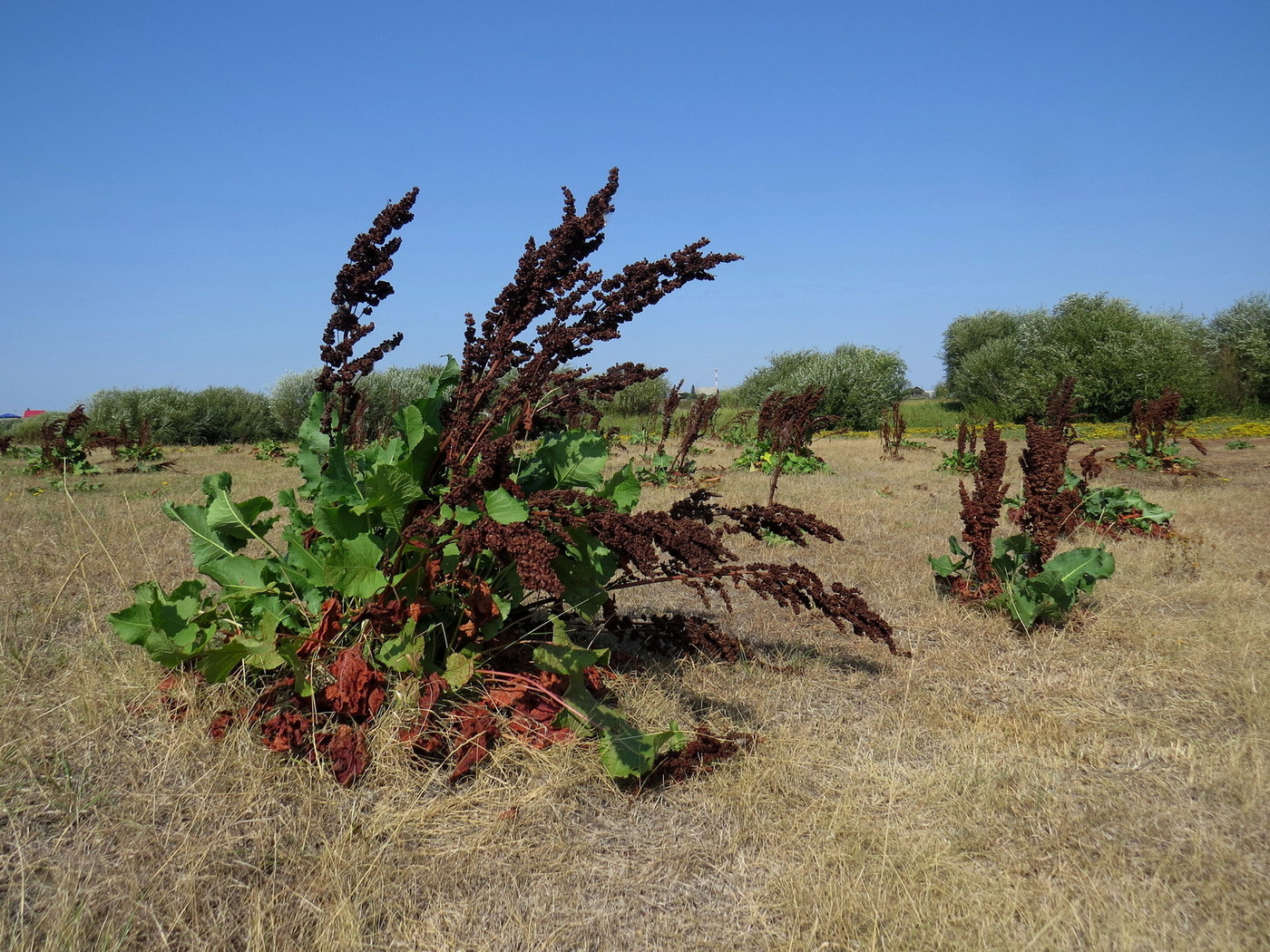 Image of Rumex confertus specimen.