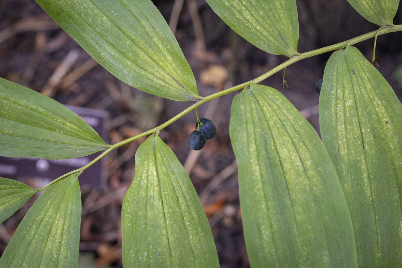 Image of Polygonatum odoratum specimen.