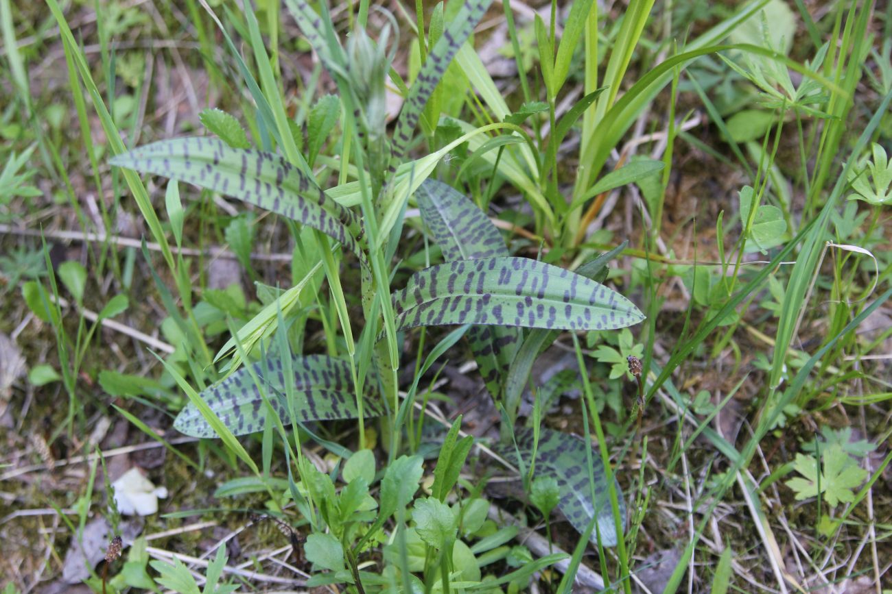 Image of Dactylorhiza fuchsii specimen.