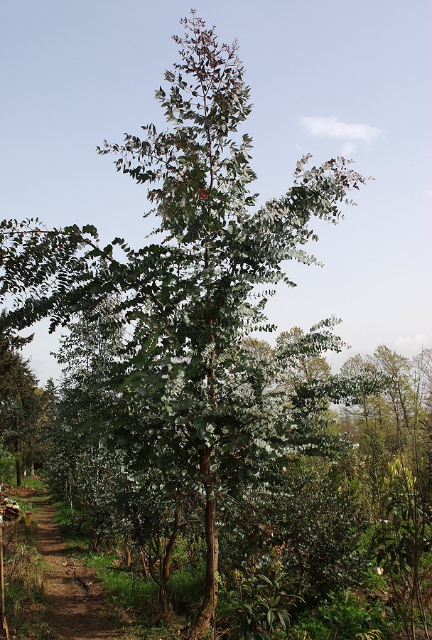 Изображение особи род Eucalyptus.