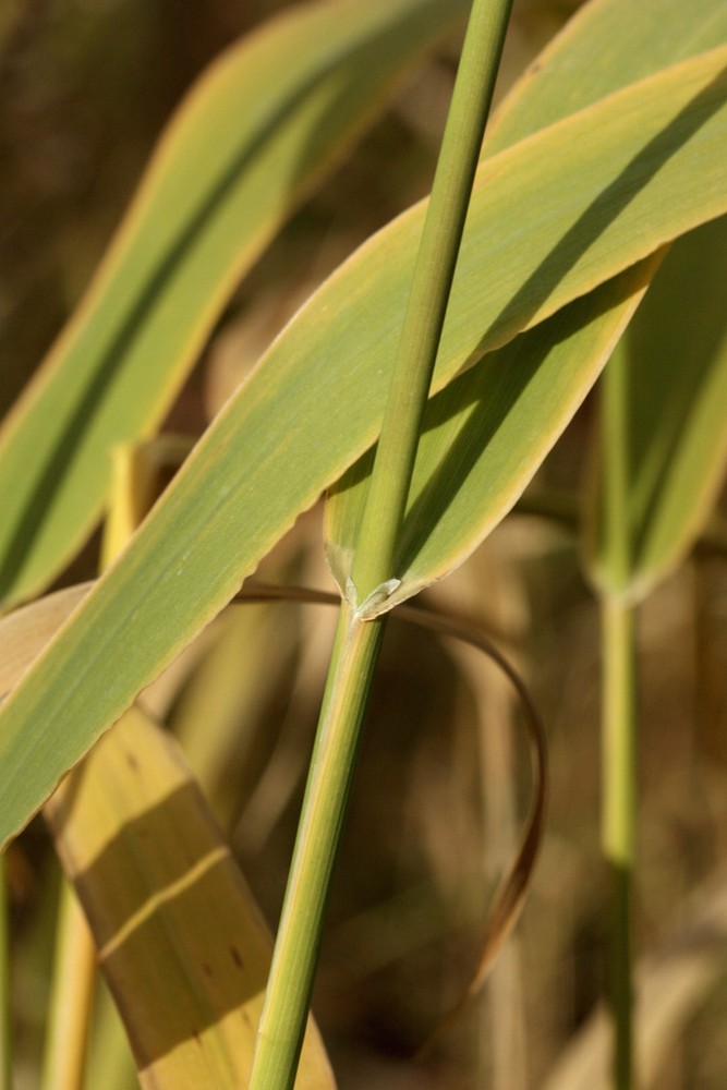 Изображение особи Phalaroides arundinacea.