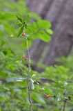 Daphne mezereum