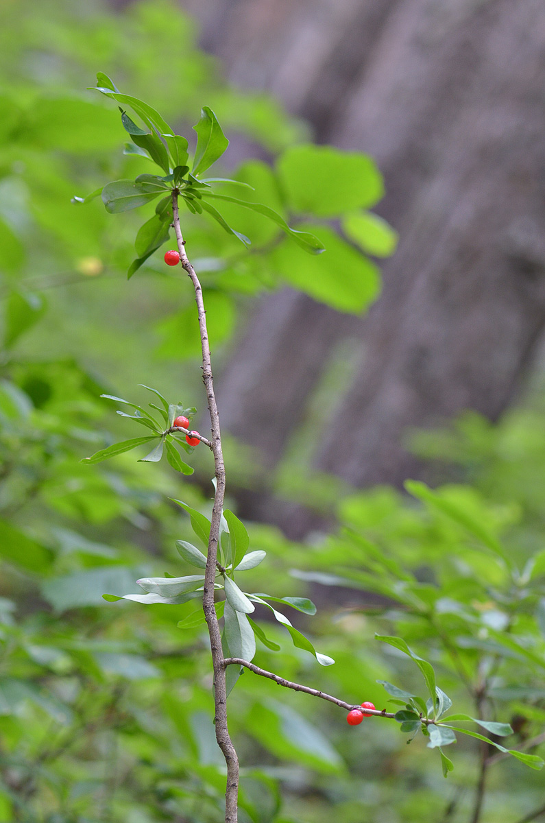 Image of Daphne mezereum specimen.