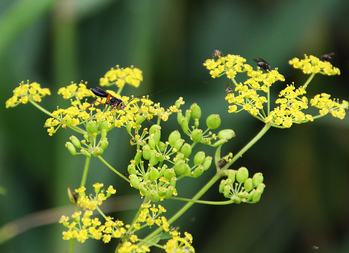 Изображение особи Pastinaca sylvestris.