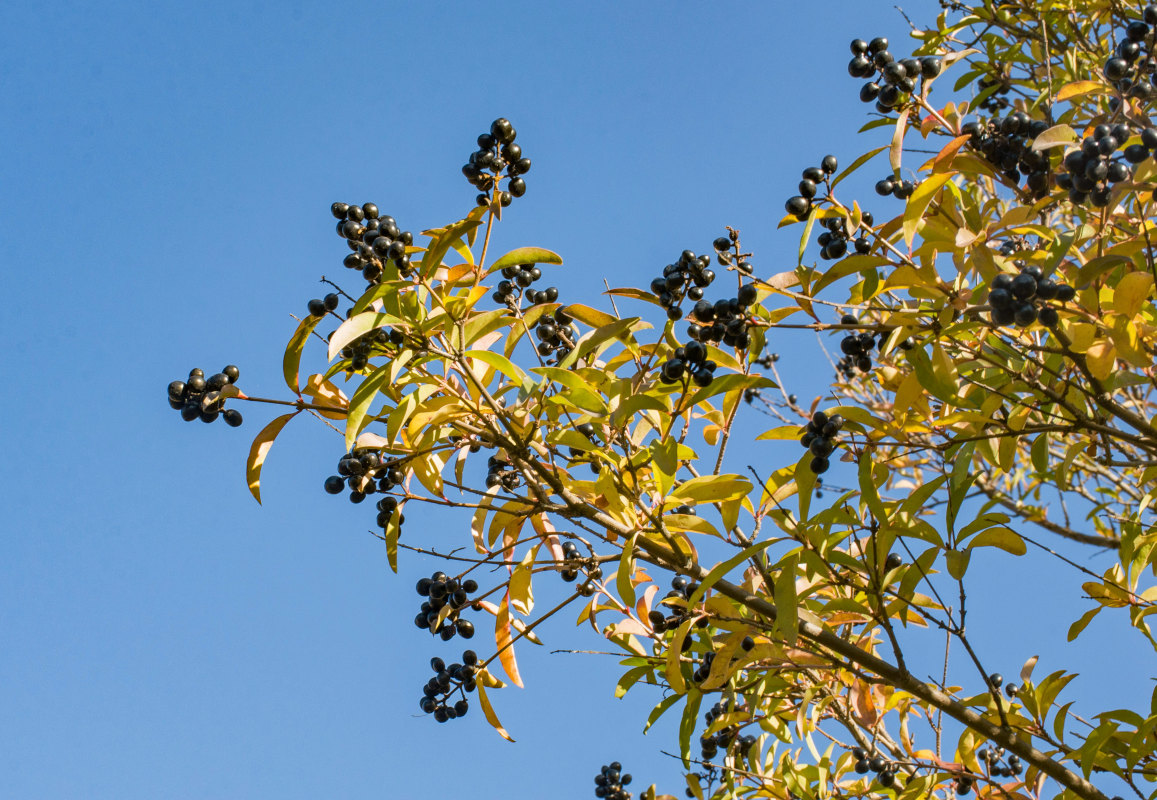 Image of Ligustrum vulgare specimen.