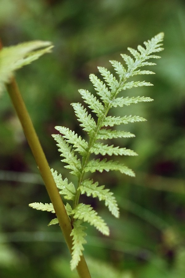 Image of Pedicularis incarnata specimen.