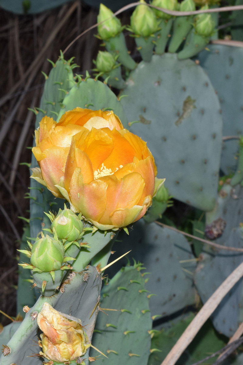 Image of genus Opuntia specimen.