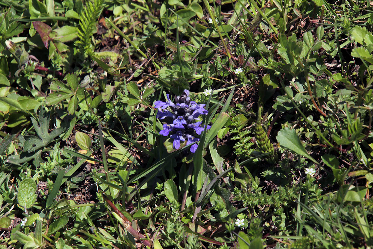 Image of Ajuga genevensis specimen.