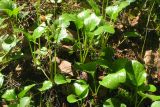 Pyrola rotundifolia