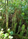 Lycopodium annotinum