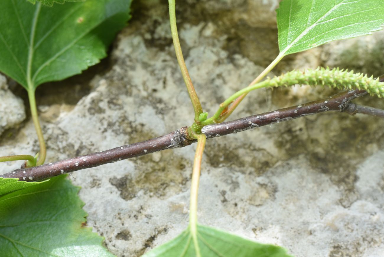 Image of Betula pendula specimen.