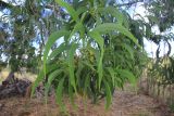 genus Acacia. Ветвь растения с расцветающими соцветиями. Мадагаскар провинция Анциранана, регион Диана, памятник природы \"Красные Цинги\". 05.05.2018.